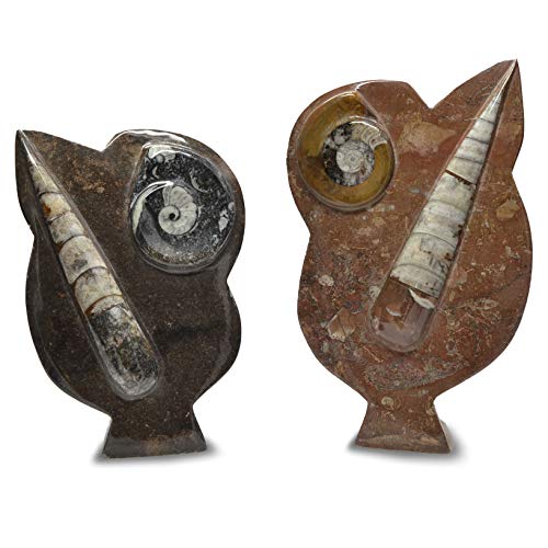 Digging Dolls: 1 Piece of a Large Ammonite and Orthoceras Stand Up Sculpture from Morocco - Natural Polished Fossils!